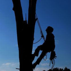 tree-service-1059484_1280